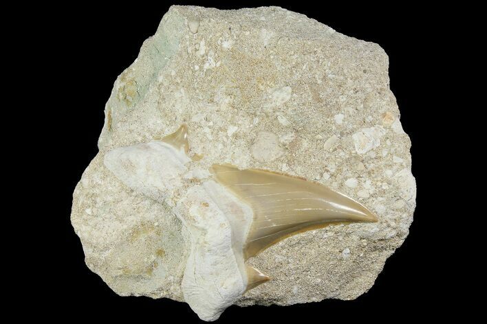 Otodus Shark Tooth Fossil in Rock - Eocene #174046